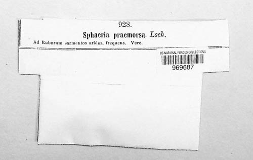 Lophiostoma macrostomum image